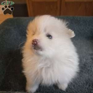 Eric, Pomeranian Puppy